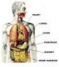 Heart Lung Kidneys