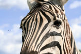 t-zebra_close-sxchu_com-879534_19206261-c_nicolas_raymond.jpg