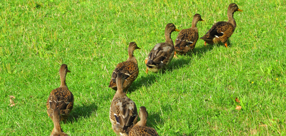 Ducks in a Row