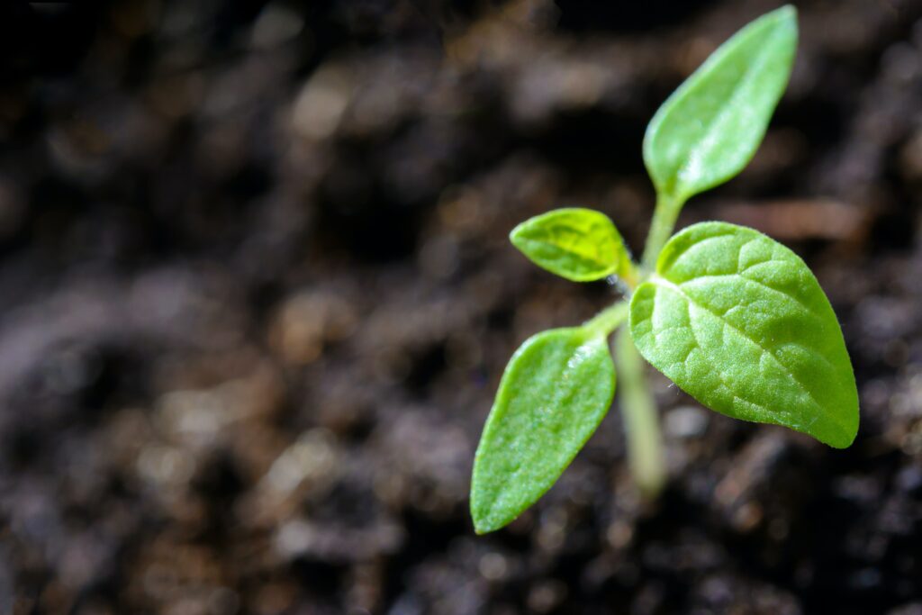 growing plant